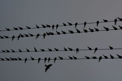 Low angle view of birds perching on barbed wire