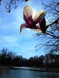 Flowers growing on tree against sky