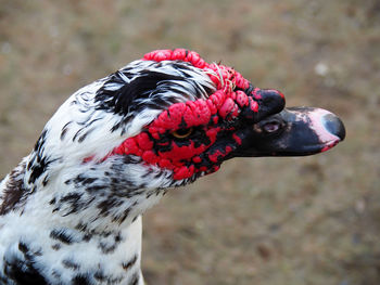 Close-up of a bird