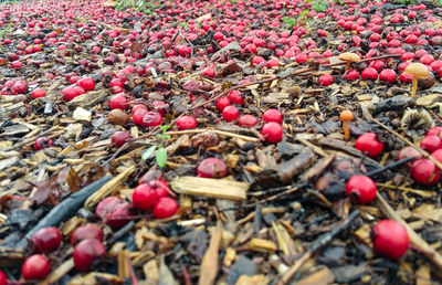 High angle view of berries on plant