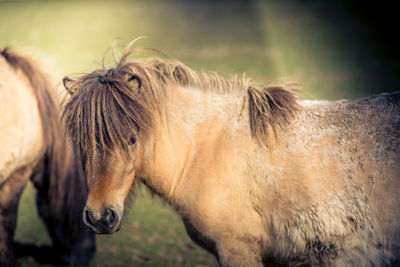 Close-up of a horse on field