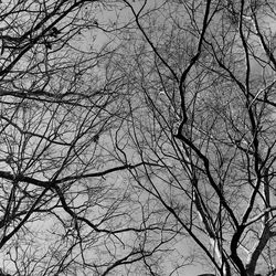 Low angle view of bare trees against sky