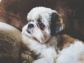 Close-up portrait of a dog at home