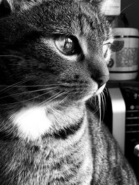 Close-up of a cat looking away