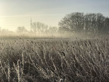 Scenic view of field against sky