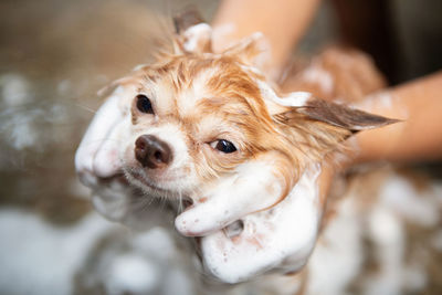 Close-up of dog looking away