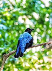 Low angle view of bird perching on tree