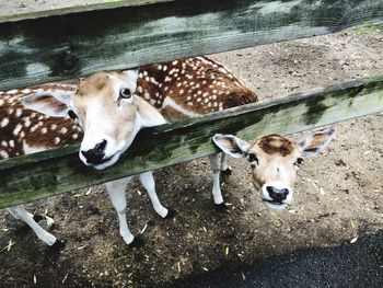 High angle view of cows