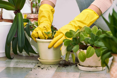 Cropped hand of woman holding potted plant