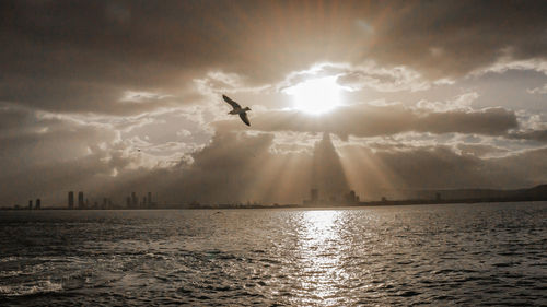 Silhouette birds flying over lake against sky during sunset