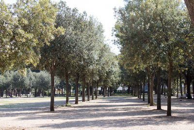 Trees in park