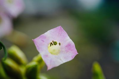 Close-up of pink flower