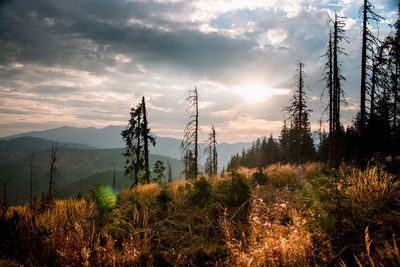 Plants growing on land against sky