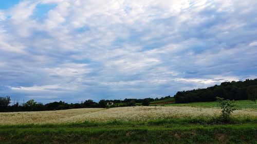 Scenic view of agricultural field against sky