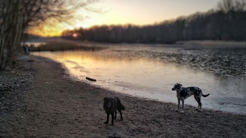 Dog by lake against sky during sunset