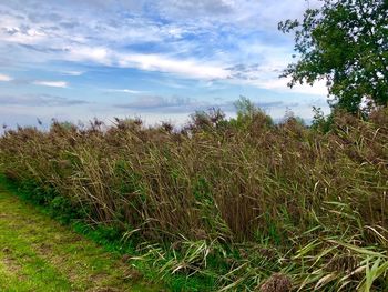 Scenic view of field against sky