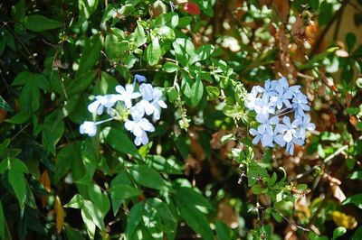 Close-up of white flowers