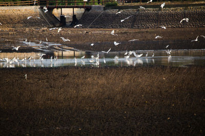 View of birds on field