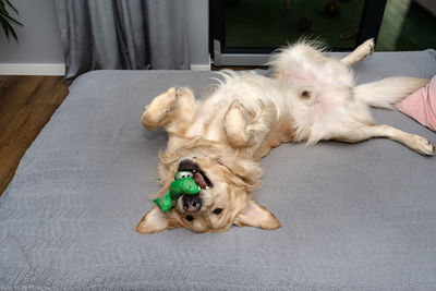 High angle view of dog on floor