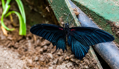 High angle view of butterfly on the ground