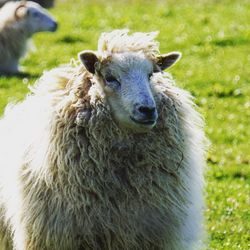 Close-up of sheep on field