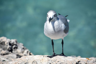 Direct look into the face of a laughing gull in aruba.