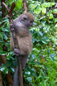 Squirrel sitting on tree