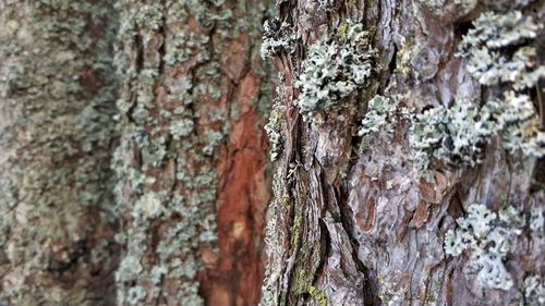 Close-up of tree trunk