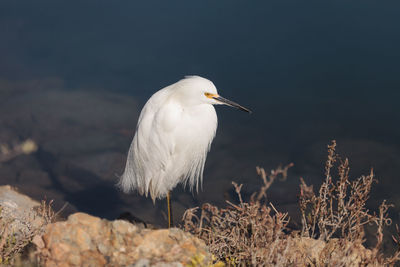 Close-up of bird perching outdoors