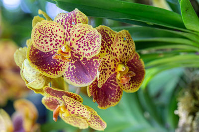 Close-up of purple flower on plant