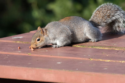 Portrait of a grey squirrel eating nuts off of a picnic table.