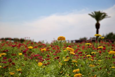 Close-up of yellow flowers on field