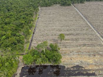 High angle view of footpath amidst trees