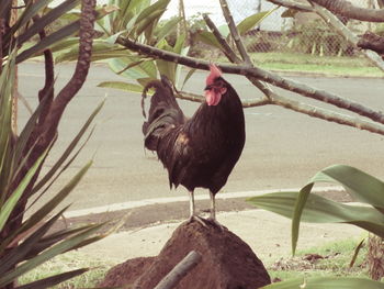 Close-up of rooster