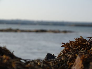 Close-up of sea against clear sky