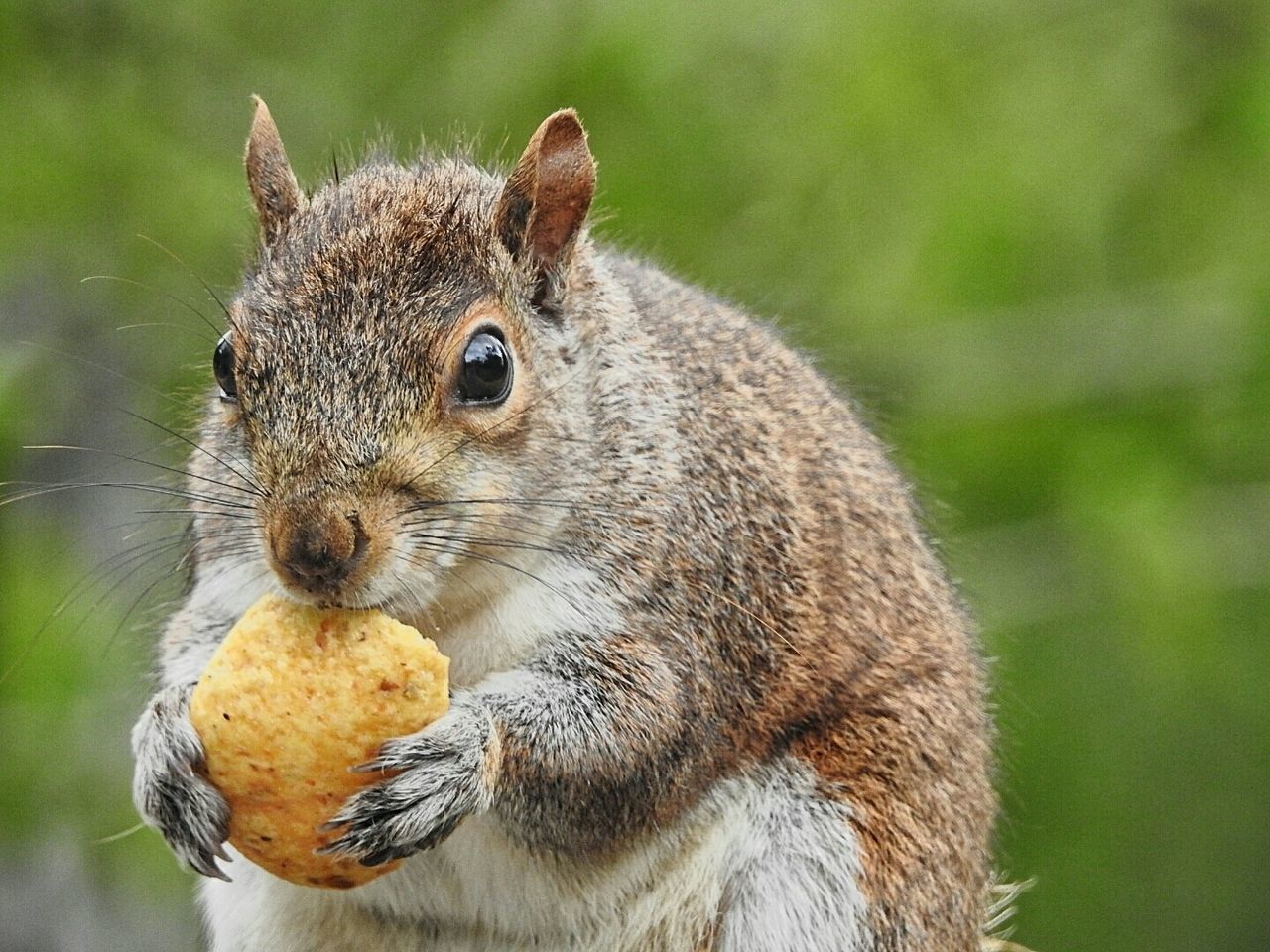 one animal, animal themes, mammal, animals in the wild, focus on foreground, squirrel, eating, rodent, animal wildlife, close-up, food, food and drink, outdoors, nature, no people, day, portrait, pets