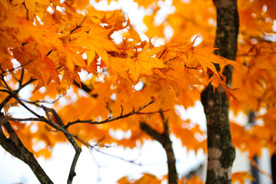 Close-up of maple leaves on branch