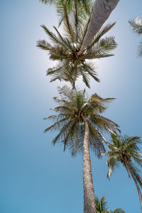 palm tree