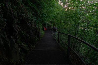 Footpath amidst trees in forest