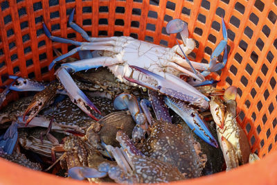 High angle view of fish in basket