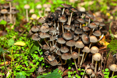 Mushrooms in the forest during the autumn