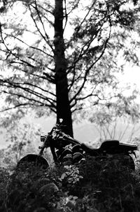 Close-up of tree against sky