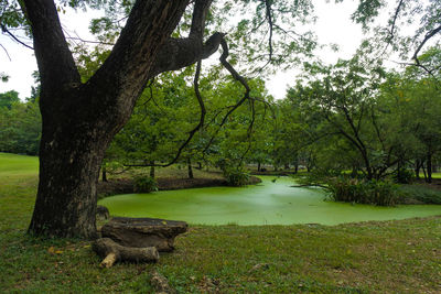 Scenic view of lake amidst trees