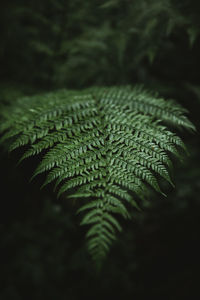 Close-up of fern leaves