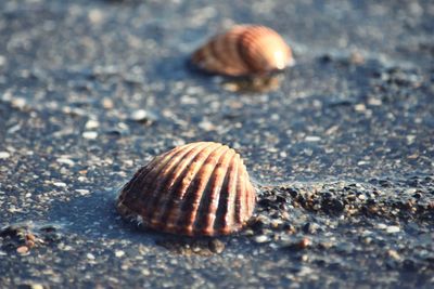 Close-up of shell on beach