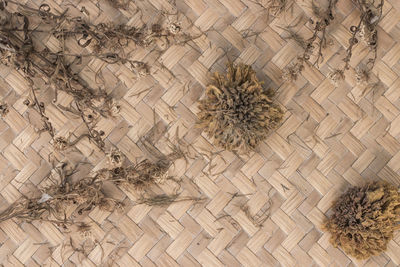 High angle view of dry plant on tiled floor