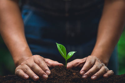 Close-up of hands holding plant