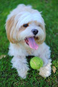 Close-up of a dog on field