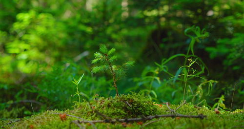 Spring green sprout pine tree in the forest. arbor day. green planet. save the earth concept.