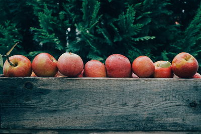 Apples in crate against plants